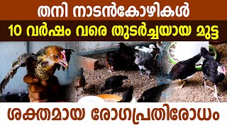 ചേർത്തലയിൽ തനി നാടൻ കോഴികളെ സംരക്ഷിക്കുന്ന കർഷകൻ I Pure kerala naadan kozikal I
