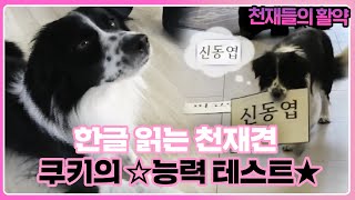 한글 읽는 강아지?!👀 천재犬 쿠키의 ☆능력 테스트★ I TV동물농장 (Animal Farm) | SBS Story