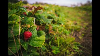 Getting into Local Food 1: Selling Food in Alberta