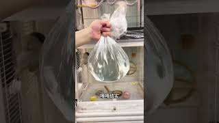 天天清理鸟笼底盘太麻烦，试试这款好用的垃圾袋，干净又方便，100个装更划算#鸟笼鸟具 #鸟笼清洁 #鸟笼托盘垃圾袋