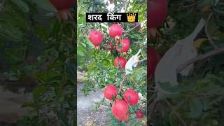 sharad king pomegranate