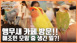 [앵무새키우기] 앵무새 카페 방문!! 애조인 모임 중 생긴 일?! 전액 결제해드리러 갔다가 정말 뜻깊은 선물을 받았습니다..