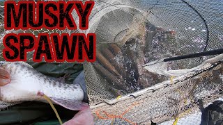 Musky Spawning (EGGS TO BABIES)