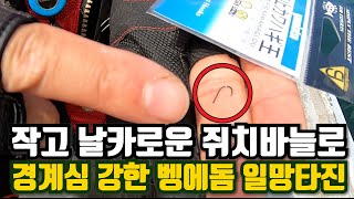 경계심 강한 벵에돔, 쥐치바늘로 연속 입질 받는 방법 [디낚TV 취재브리핑]