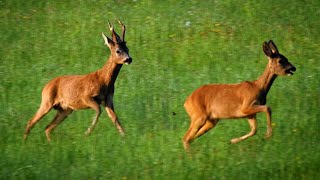 European wildlife – Roe deer rut