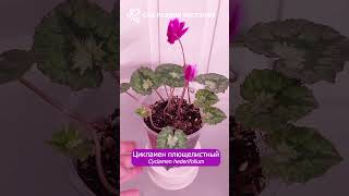 Цикламены плющелистные Cyclamen hederifolium