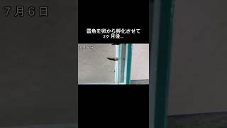 雷魚を孵化させて2ヶ月後… #shorts