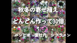 秋冬の寄せ植えをどんどん作ります　ガーデンシクラメン、パンビオ、葉牡丹etc　冬の苗を仕入れ始めたら可愛くて可愛くて・・・　ヤフオクの売れ行きも好評で季節替わりを実感します　夏は売れなった～