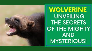 Wolverine – Unveiling the Secrets of the Mighty and Mysterious! 🐾 Cyclonic Education