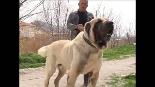 What will this kangal coast?!