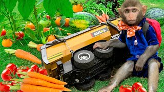 Smart Bim Bim harvests fruit and cooks carrots for baby rabbits