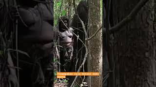 GAWAT RAJA HUTAN SUKU MANTE MAKAN HARIMAU