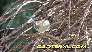 Spatz / Sperling schält Sonnenblumenkern