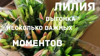 ЛИЛИЯ. Важные моменты при выращивании #выращиваниелилий #лилия