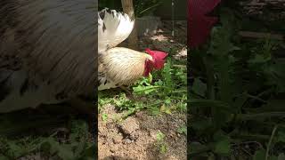 豪快に葉を食べるにわとり　Rooster eating leaves heartily #backyardchickens #ニワトリ #youtubeshorts