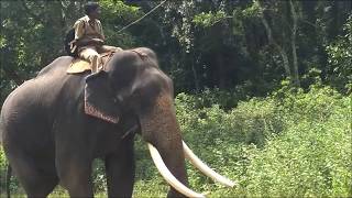 Kumki Elephant Huge in Topslip video