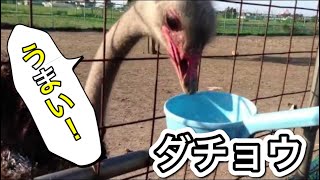 ダチョウ　餌をあげたよ。 新潟市北区　道の駅　豊栄　 ostrich