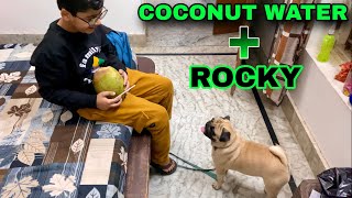 Coconut Water Pina Hai Isko 😂|| Nariyal Pani Pina Hai Isko 🤣|| #vlog #chhabrafamilyvlogs