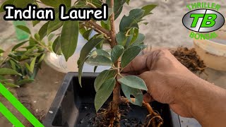 Indian Laurel - Ficus microcarpa bonsai training - Year 2