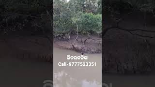 Bhitarkanika wildlife sanctuary #bhitarkanika #boat #kingfisher #likechallenge #odisha #odiareels