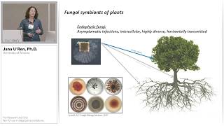 Phylogenetic Insights into the Endophyte Symbiosis using PacBio Ribosomal DNA Sequencing