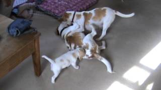 The beautiful beagle pups meet their dad