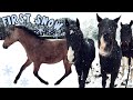 My Foal’s Adorable Reaction to SNOW!