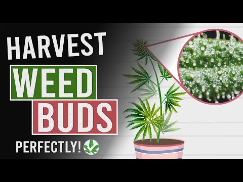 Which season is best for harvesting?