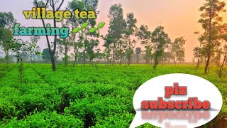 nepal tea garden || नेपाल टी गार्डन || my fast व्लॉग    😘😘 #tea_king_blog