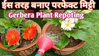 How To Grow Gerbera Plant In Winter जरबेरा रिपोटिग ओर देखभाल अधिक फूलो के लिए ईन बातो का ध्यान रखें