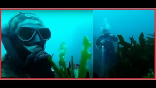 Scuba Diver TERRIFIED by a Freediver