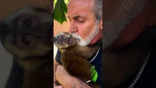 Romeo our Tufted Capuchin with his president of ZWF Mario Tabraue. #capuchinmonkey