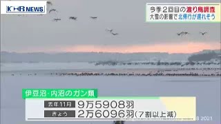 今季2回目渡り鳥調査　大雪の影響で北帰行遅れそう　（20210114OA）