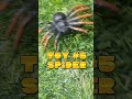 TOY #5 SPIDER = Laba-laba [ Indonesian ] #shorts #spider #mainan