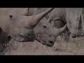 Fighting Rhino Poachers