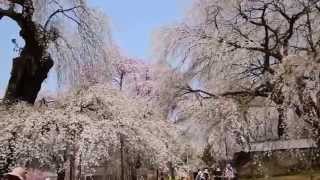 清雲寺のしだれ桜　　樹齢約600年のエドヒガンザクラ