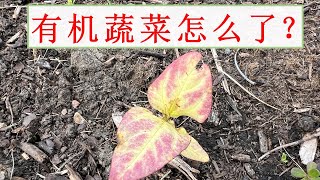 参观有机菜园，提炼种菜要点和常见错误，新手必看