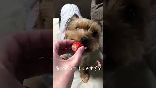 #shorts 食べるの下手くそ　ヨーキー×チワワのMIX犬ひまわりさん♡