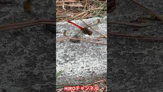 秋赤色トンボ#youtubeshorts Japanese red color dragonfly