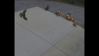 Hawk Attacking Chickens