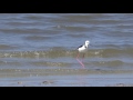 White-headed Stilt