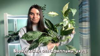 Уход за спатифиллумом, вариегатные сорта.