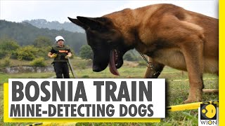 Meet Bosnia's mine detecting heroes | World's best mine-detecting dogs