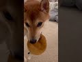 お友達 飼い主 を遊びに誘うのが上手な柴犬こたろー　shibainu kotaro keeps inviting you to play with him