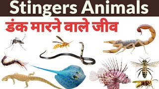 Stingers animals डंक मारने वाले कीड़ों के नाम । जानवर जो अपनी सुरक्षा के लिए डंक मारते हैं?