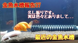 金魚水槽報告37「最近の金魚水槽」こっちゃんの生き物係