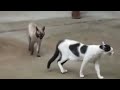 Cat Fight -  Bolero Ravel 🤣🤣😡💃🤣🤣 (funny cat videos)