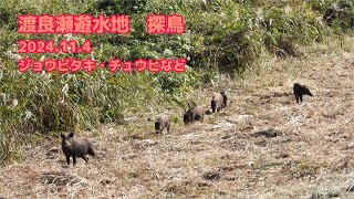 2024.11.4　渡良瀬遊水地　探鳥　ジョウビタキ・チュウヒなど