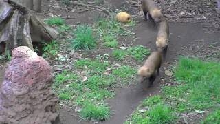 よこはま動物園ズーラシア　ヤブイヌ