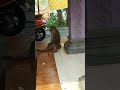 ఈ కోతి గుడి స్తంభాన్ని ఎలా మొక్కుతుందో monkeyscreations funnymonkey youtubeshort funny monkey